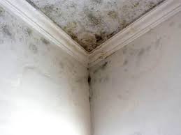 Mold Odor Removal Services in La Quinta, CA